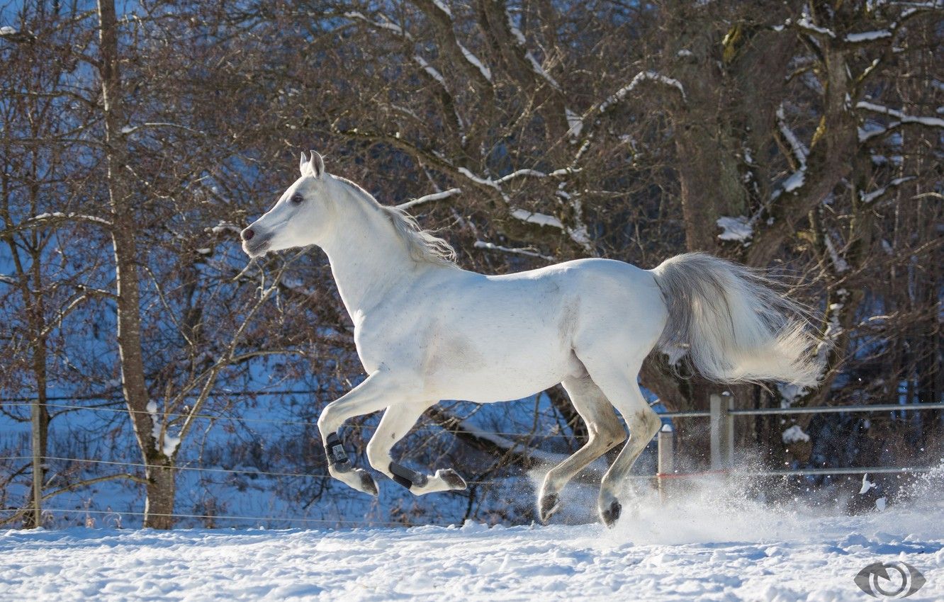 horses