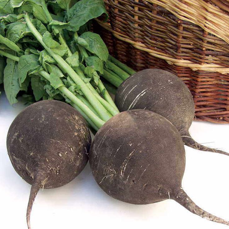 black radish