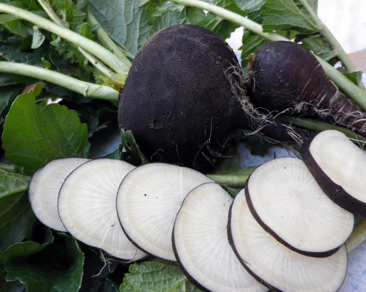 black radish