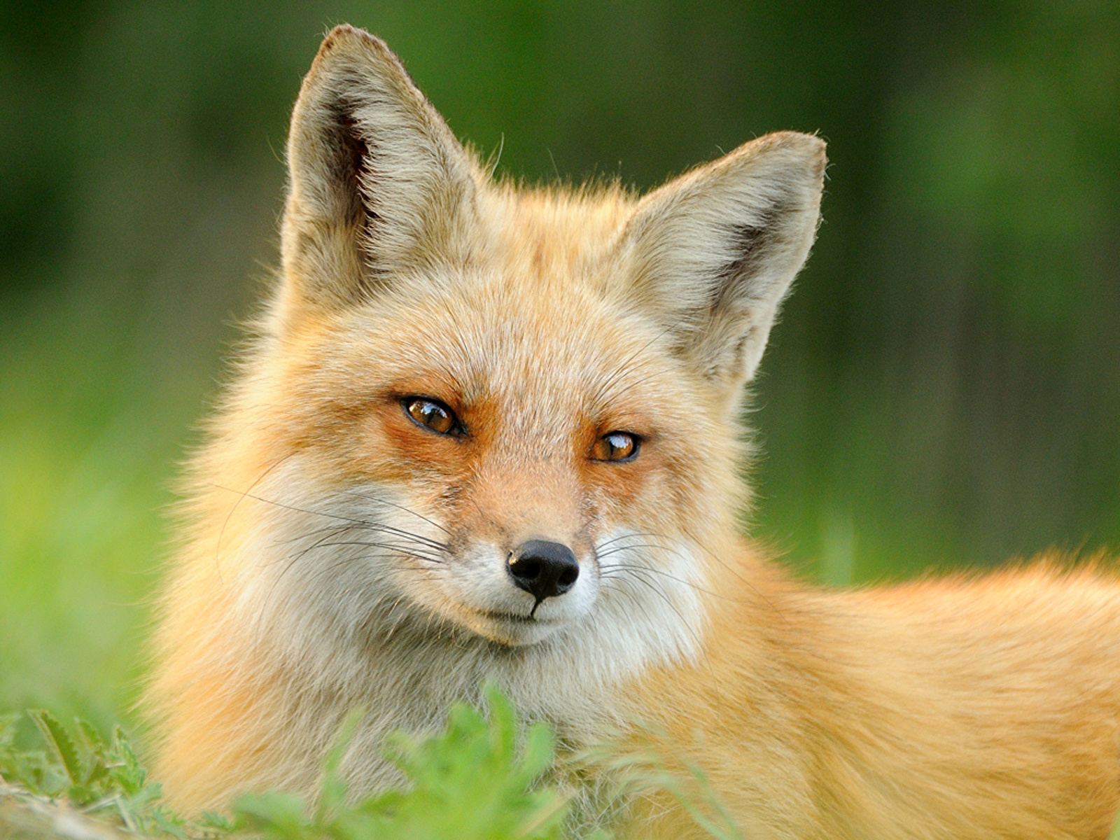 foxes