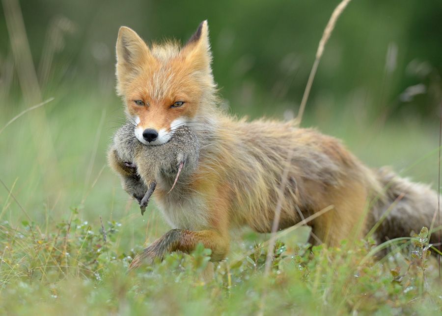 foxes