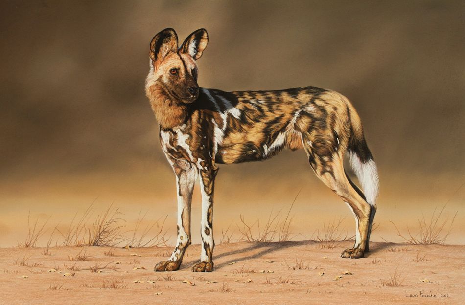 African wild dog