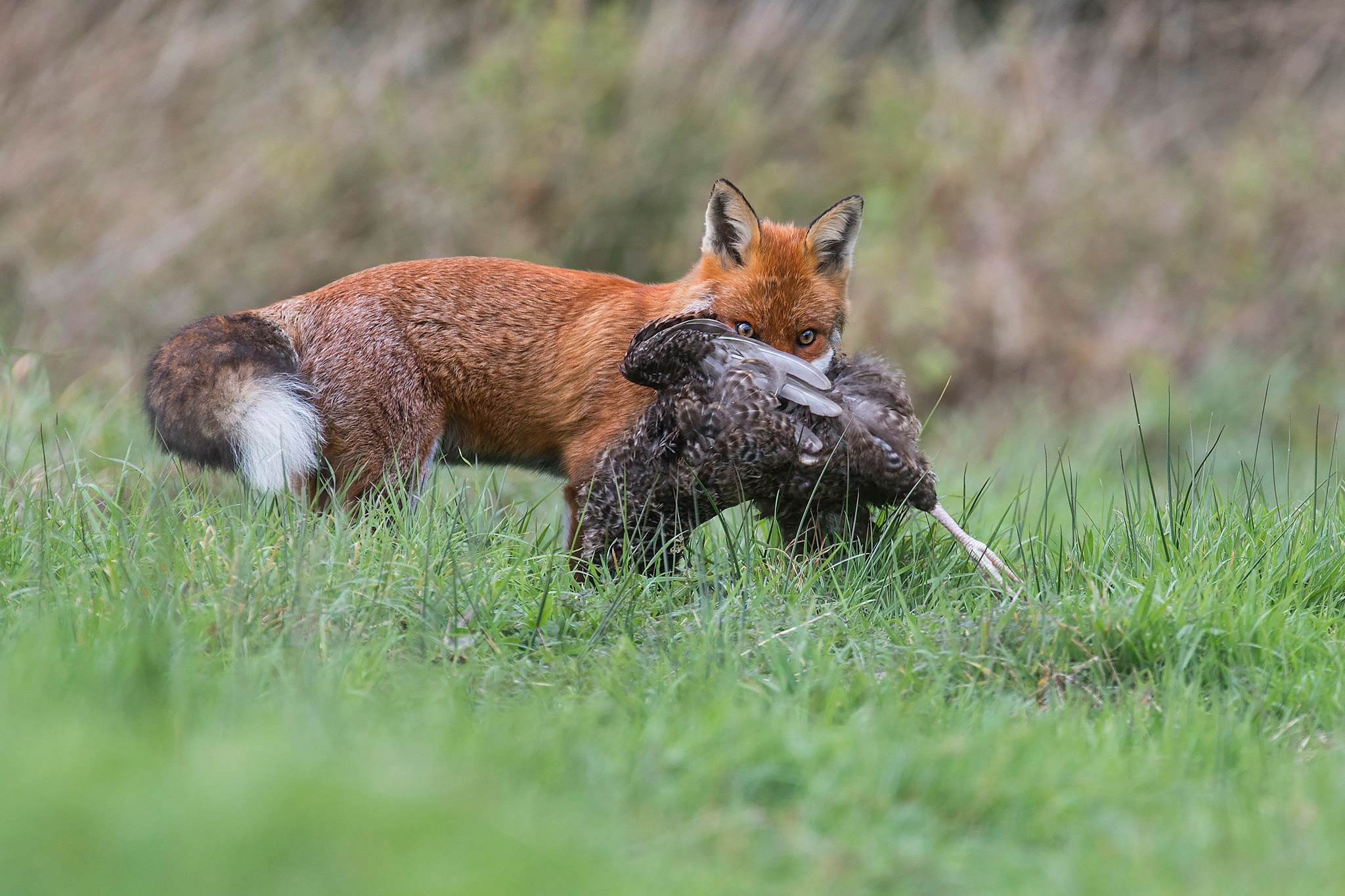 foxes