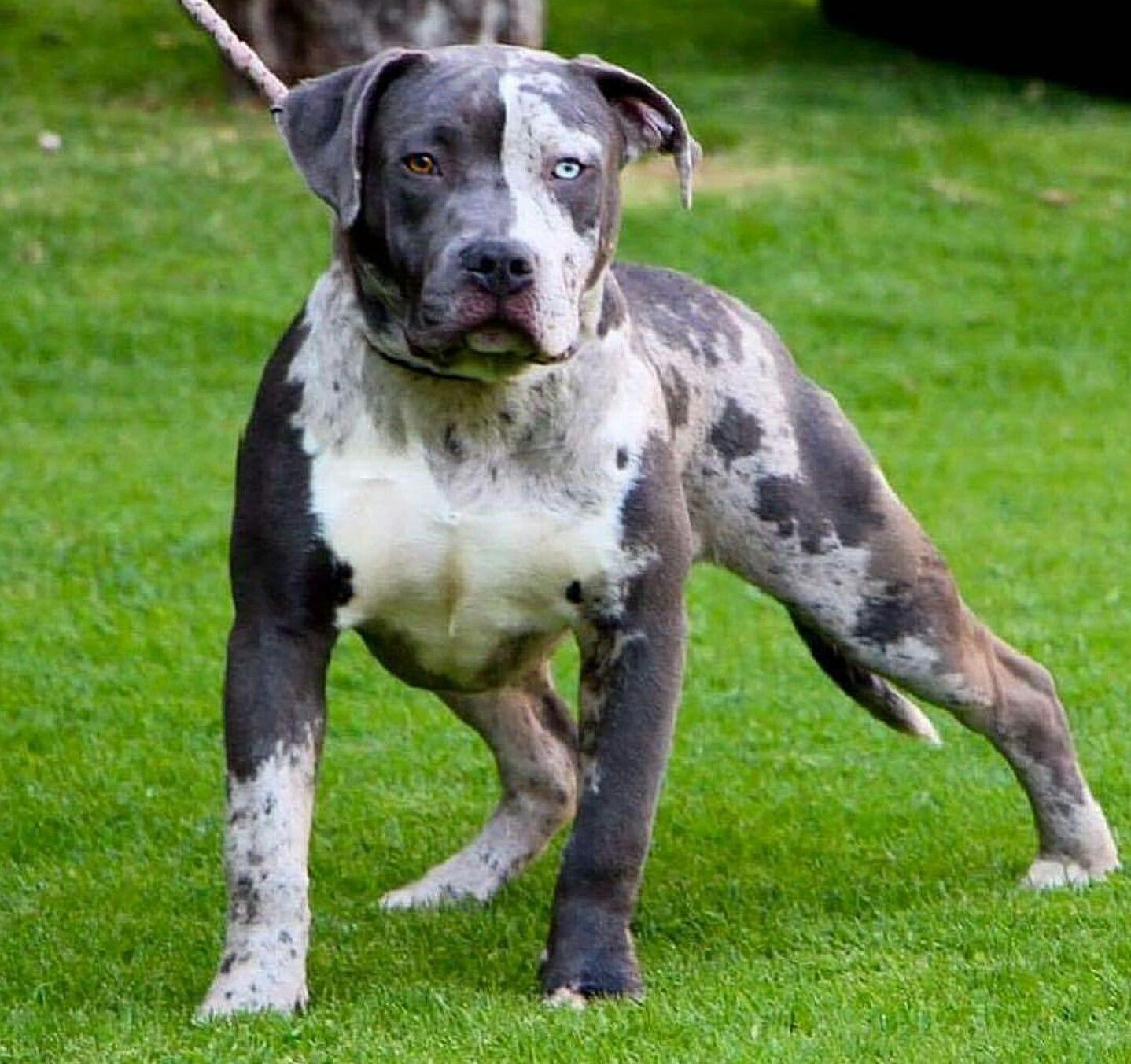 Merle Pitbull