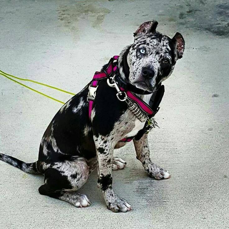 Merle Pitbull