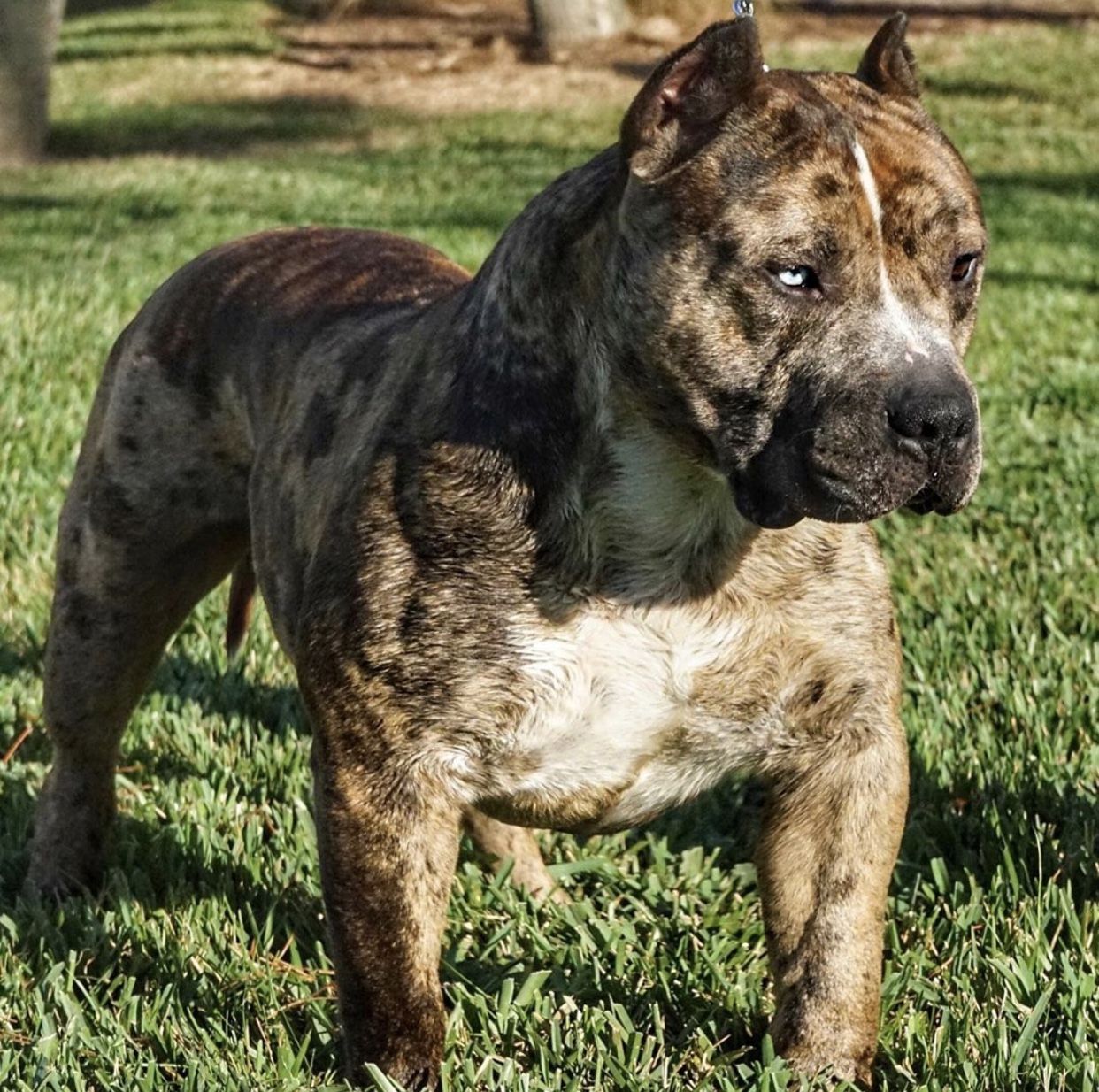 Merle Pitbull