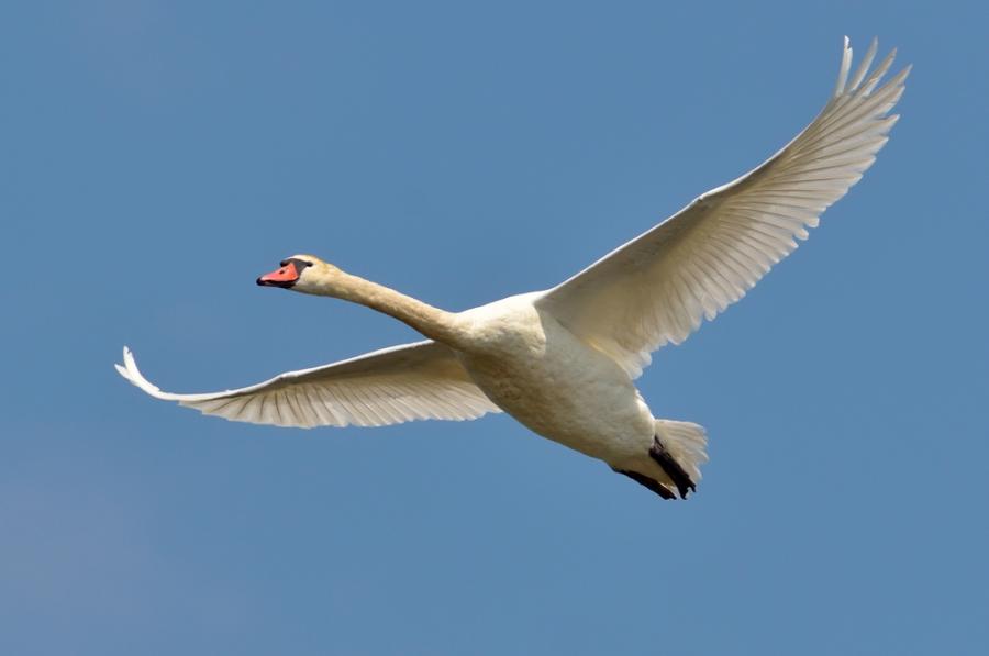 Can swans fly