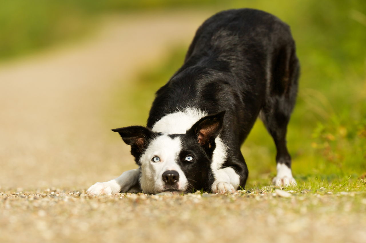 Short Haired Border Collies