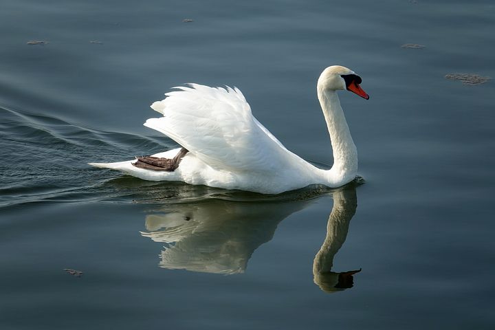 Can swans fly