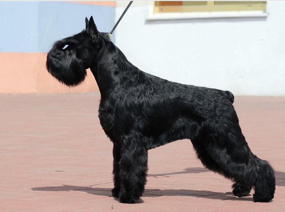 Black Miniature Schnauzer