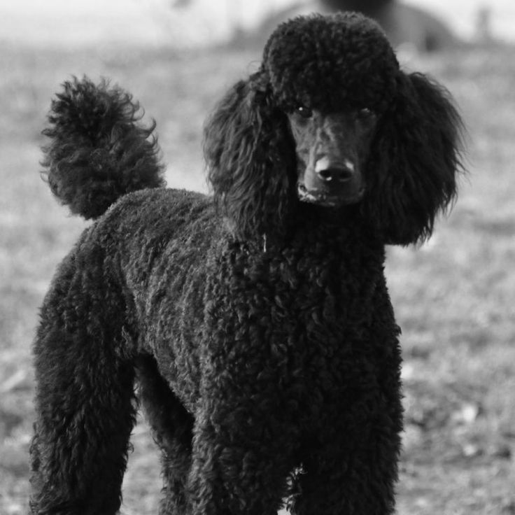 miniature poodle black