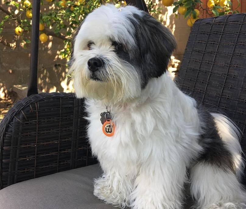 Lhasa Apso Short Hair