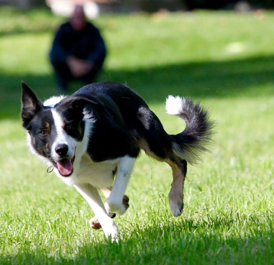 Short Haired Border Collies
