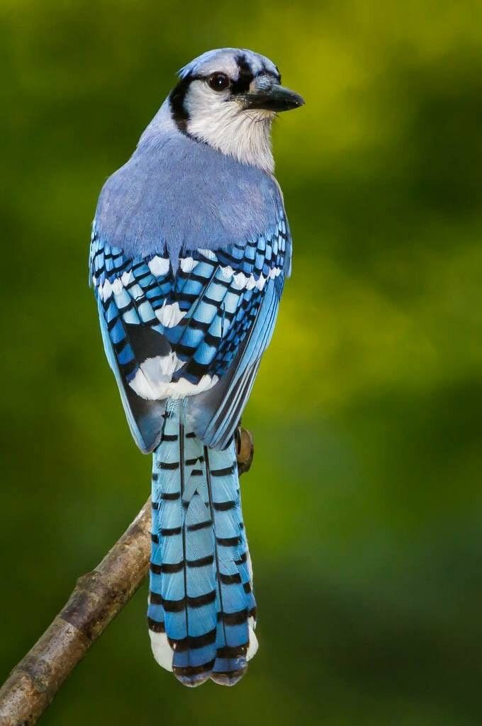 Blue Jay Feather