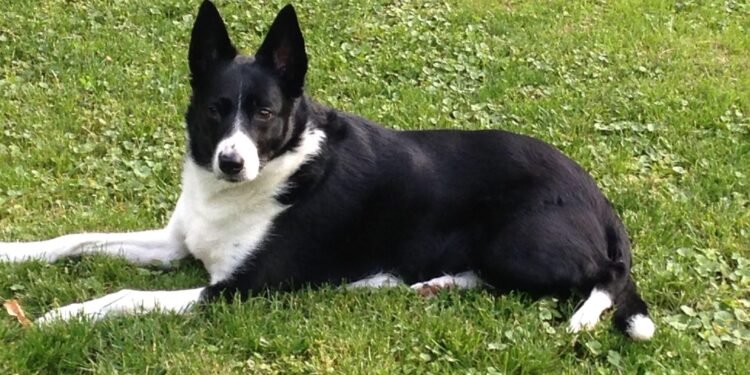 Short Haired Border Collies