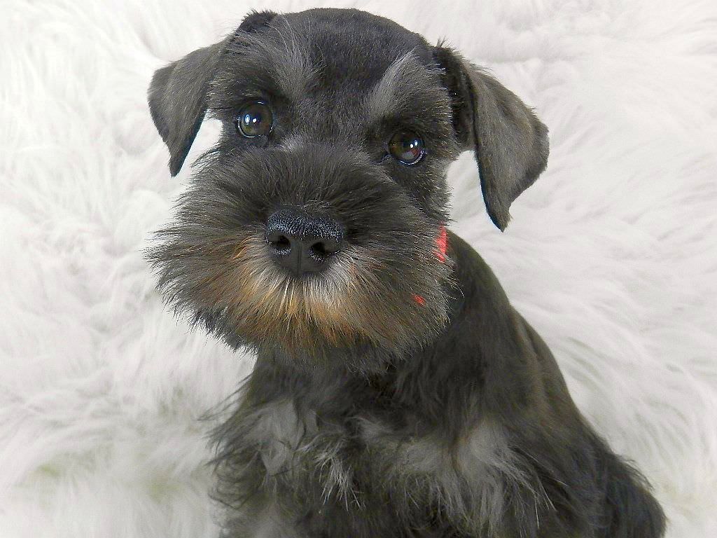 Black Miniature Schnauzer