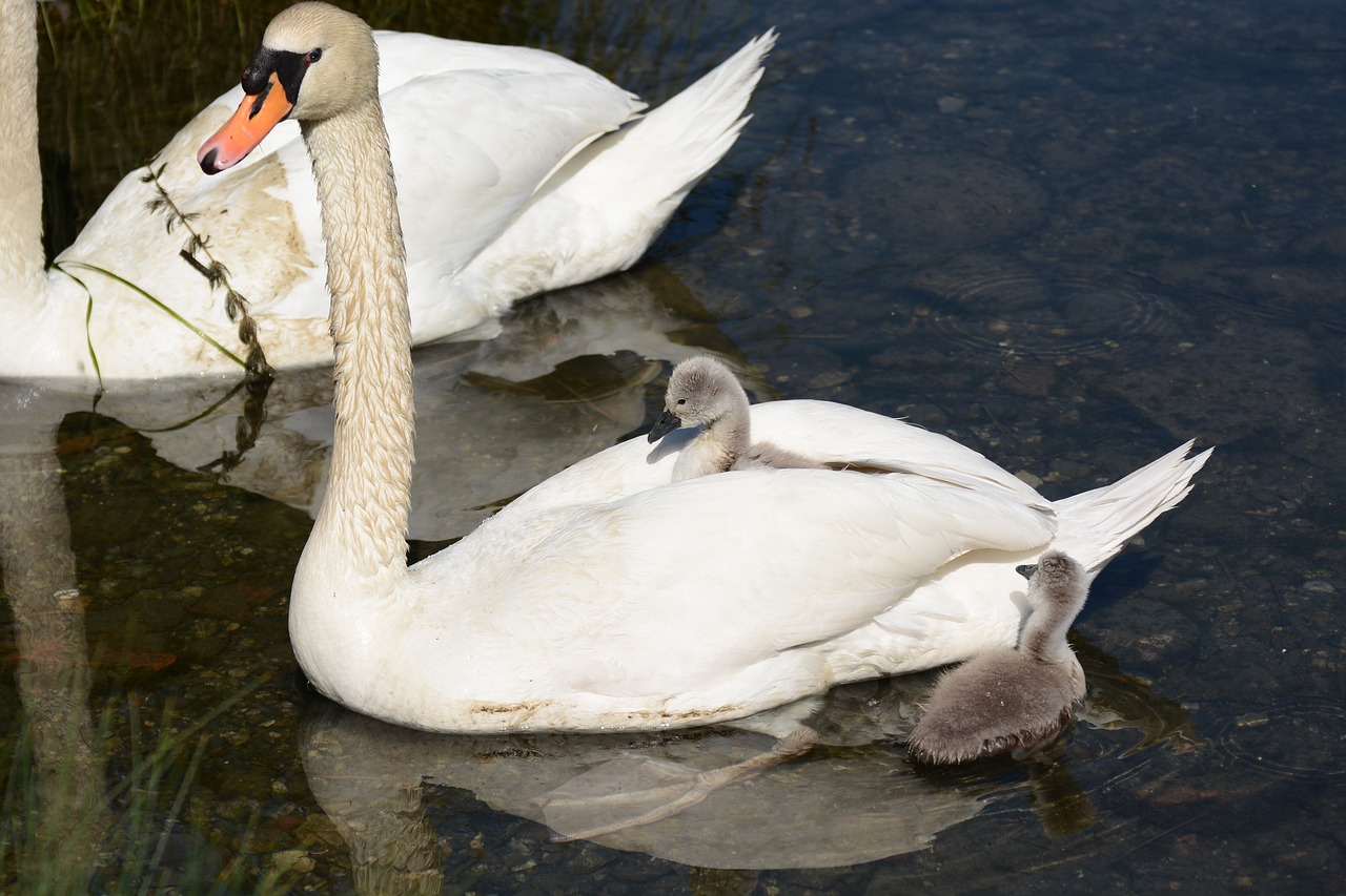 Can swans fly