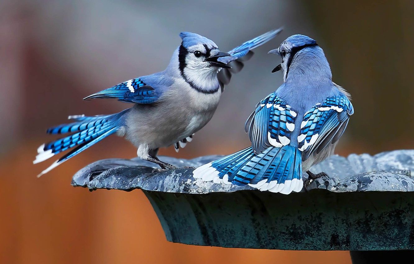 Blue Jay Feather