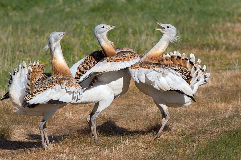 The Great Indian Bustard