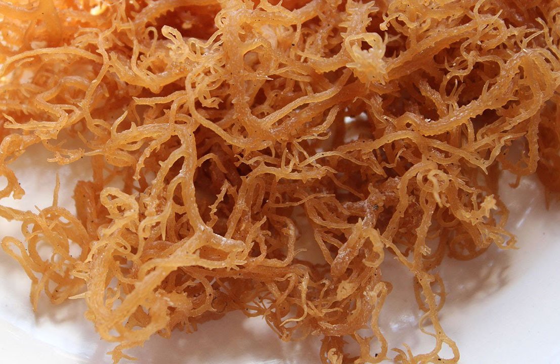 The Wonders Of Honduran Sea Moss A Deep Dive Into Nature's Nutrient