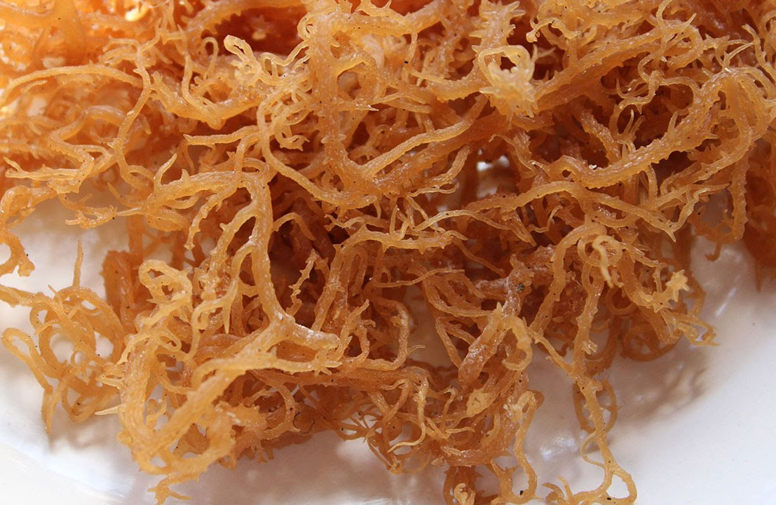 Honduran Sea Moss