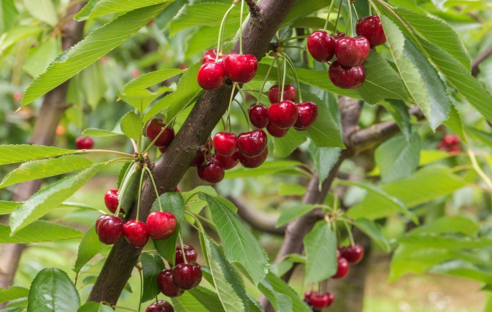 Chilled Cherries strain