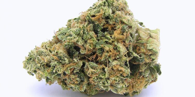 Chilled Cherry strain