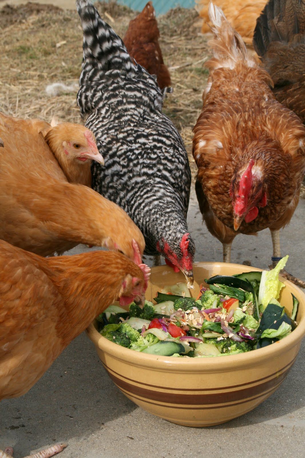 Can Chickens Eat Pickles