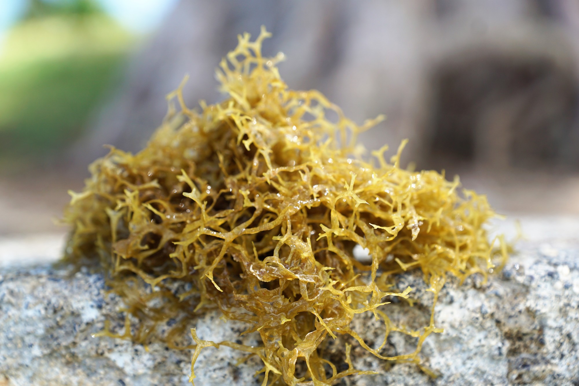 Honduran Sea Moss