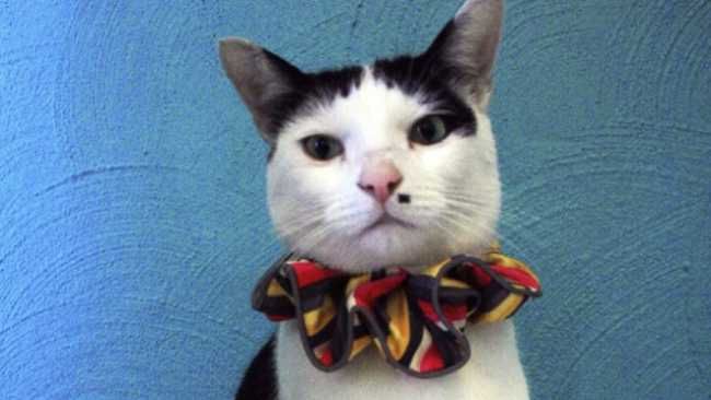 Pet Play Collar Trends: Keeping Up with the Latest Fashion 4 pet play collar
